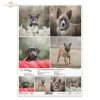 Papier decoupage, papier, Schronisko w Korabiewicach, fotografie zwierząt, psy, Dorota Majcher, Shelter in Korabiewice, animal photography, dogs, Tierheim in Korabiewice, Tierfotografie, Hunde, Refugio en Korabiewice